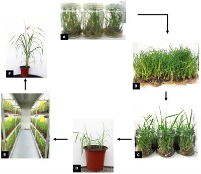 An efficient inoculation method to evaluate virulence differentiation of field strains of sugarcane smut fungus